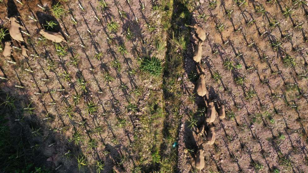 Wild Elephants Wander In Yunnan