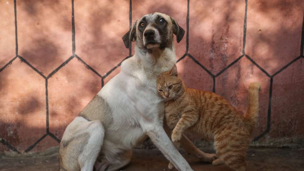 Stray animals shelter in Idlib