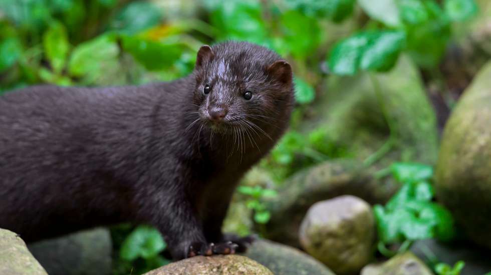 American mink (Neovison vison / Mustela vison), mustelid native to North America on river bank