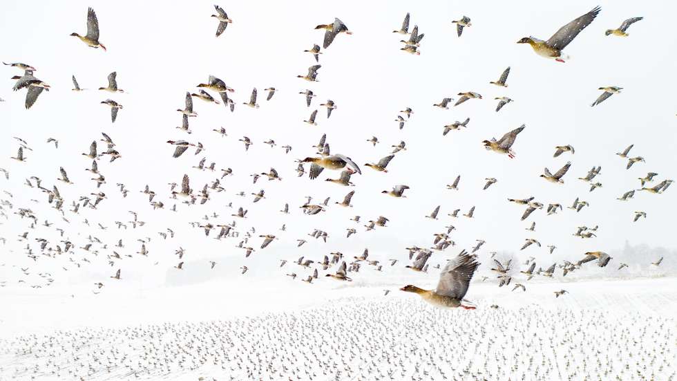 Nature Photographer of the Year 2021