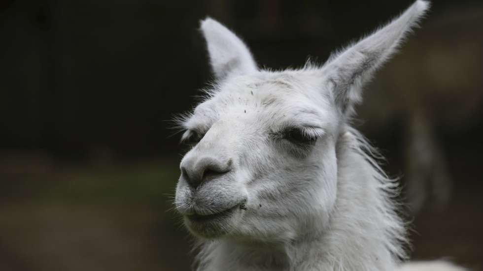 Victims of lucrative exotic animal smuggling