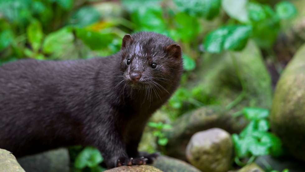 American mink (Neovison vison / Mustela vison), mustelid native to North America on river bank