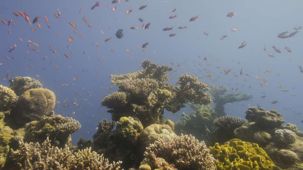 Uma vista de diversos recifes no Oceanário Marine Park, em Israel