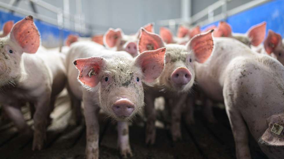 Pig Farmers Fear Losses As Slaughterhouses Remain Closed Following Covid-19 Outbreaks