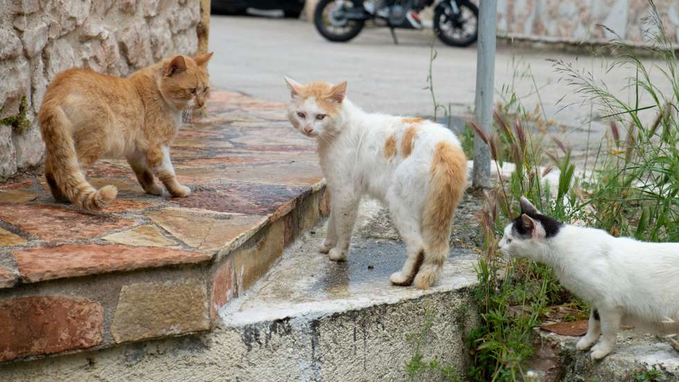 Feral Cats In Vathy Ithaca Greece