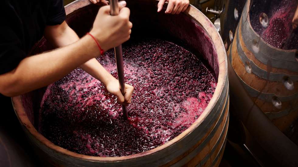 Plunging the grapes cap to extract color