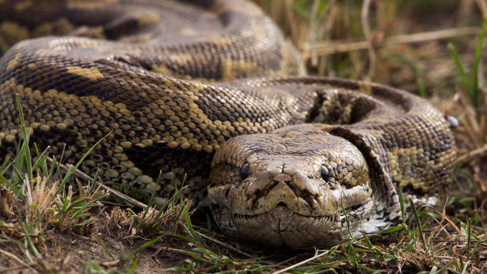 African rock python head portrait