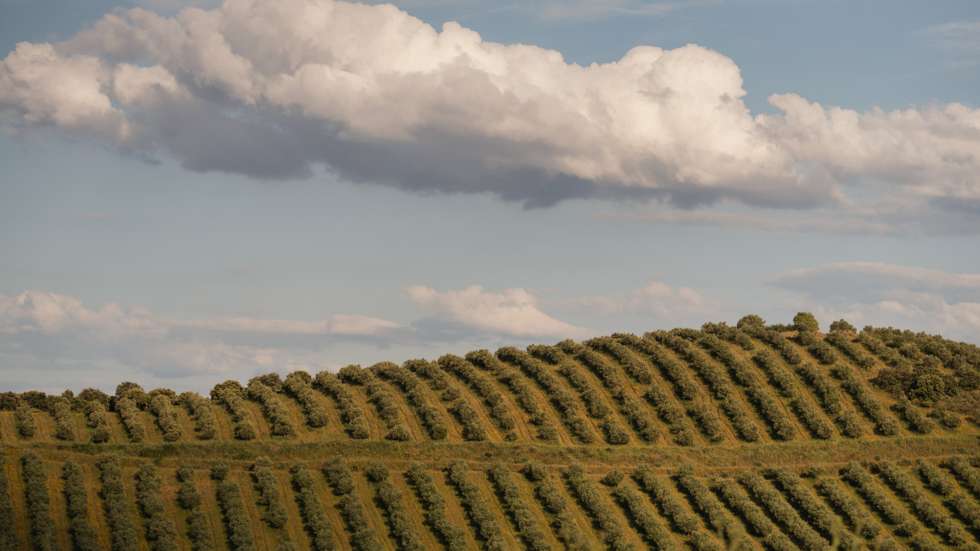 A marca vai buscar as folhas de oliveira de uma quinta em Trás-os-Montes