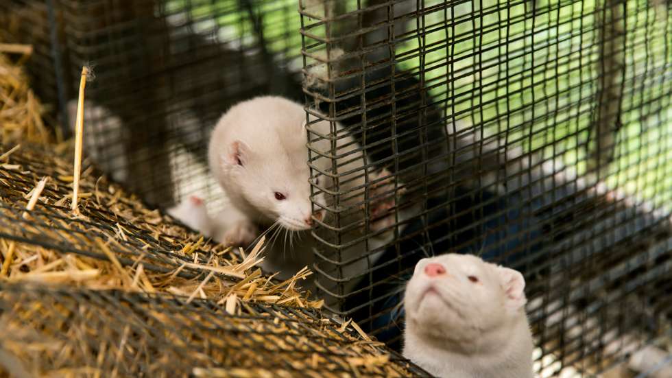 Disaster In Denmark As Covid-19 Mutation Detected On Mink Farms