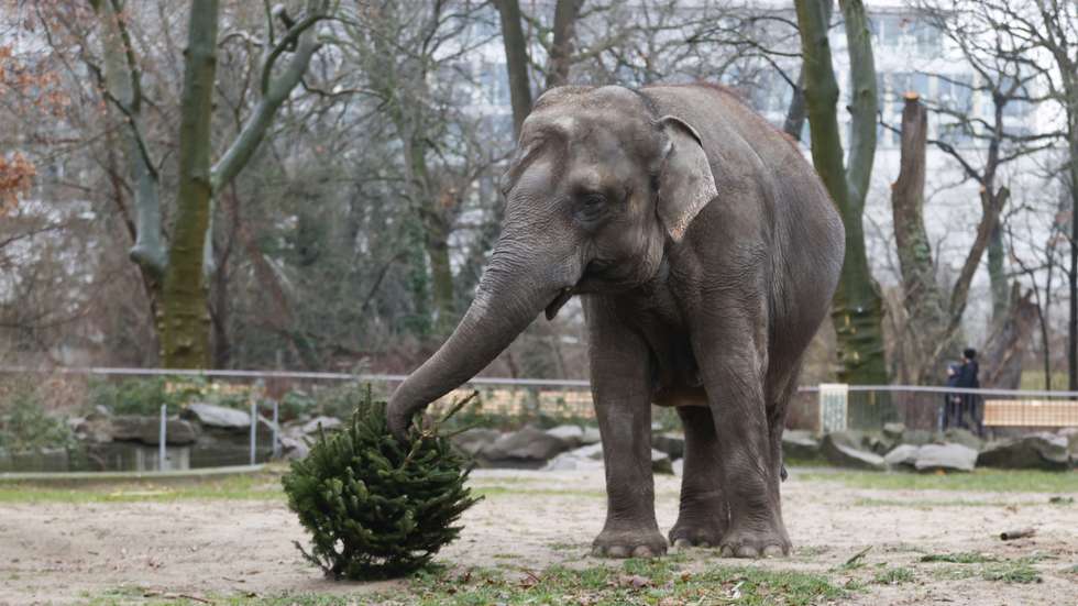 Christmas meal for zoo animals at Berlin Zoological Garden