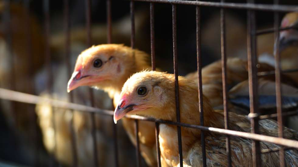 Chickens are seen inside an indoor farm In lvzhai Town.