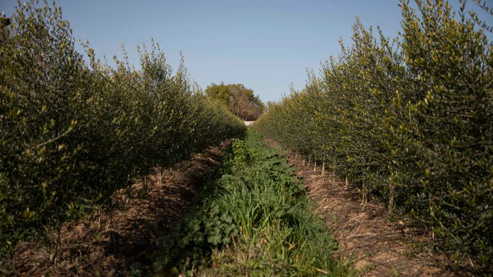 Reportagem sobre a influência da Barragem do Alqueva na agricultura do Alentejo. Reportagem sobre um olival de produção intensiva perto da Beja. Alqueva, Beja, 10 de fevereiro de 2022. JOÃO PORFÍRIO/OBSERVADOR