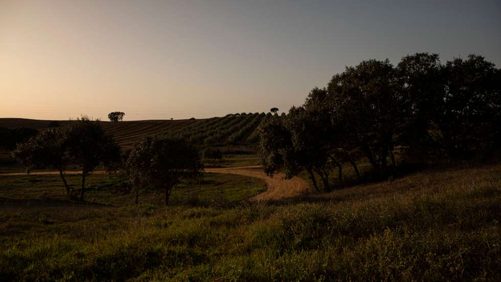 Reportagem sobre a influência da Barragem do Alqueva na agricultura do Alentejo. Reportagem sobre um olival de produção intensiva perto da Beja. Alqueva, Beja, 10 de fevereiro de 2022. JOÃO PORFÍRIO/OBSERVADOR
