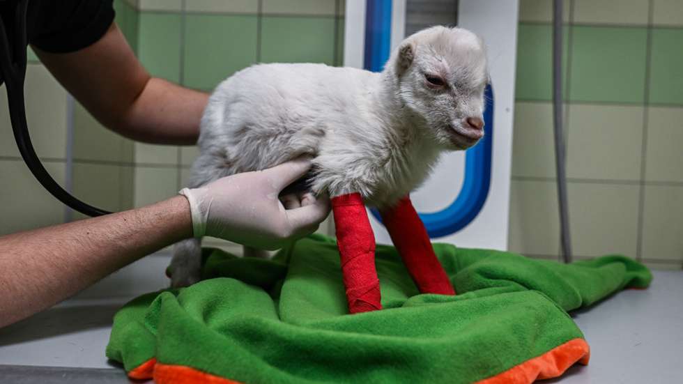 Clínica veterinária da Fundação Ada, em Przemysl (Polónia) onde são tratados os animais evacuados da Ucrânia