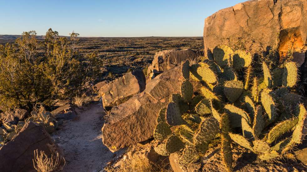 Prickley Pear Cactus among sandstone boulders in the Valley of FIres Recreation Area
