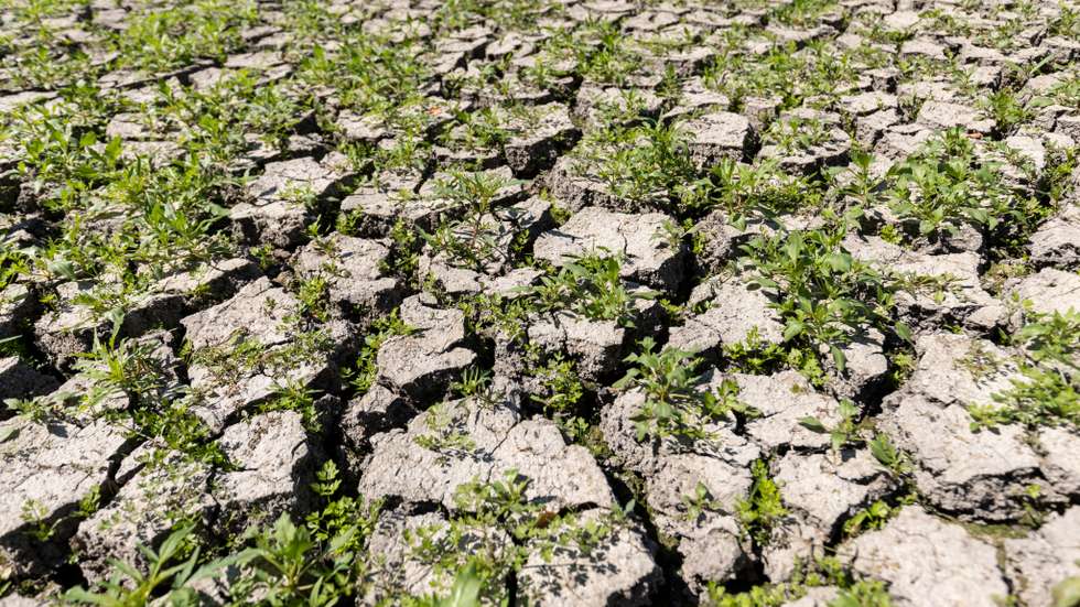 Drought poses problems for carp pond farmers