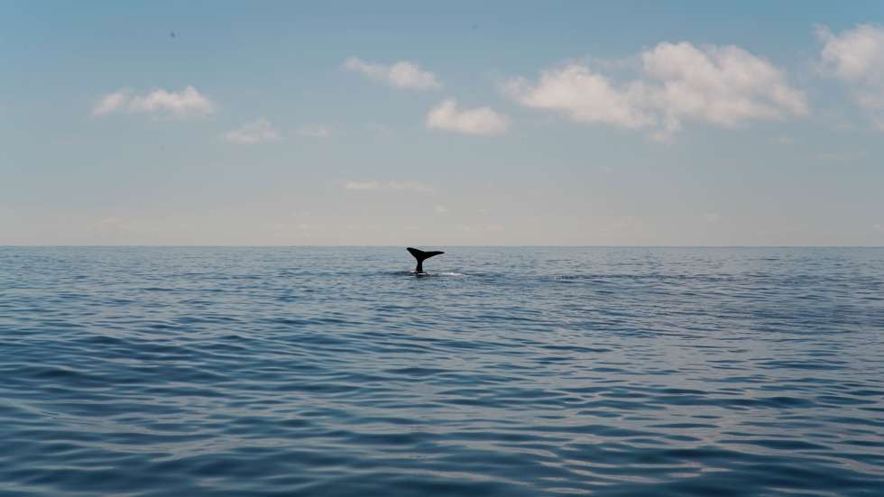Humpback whale tail