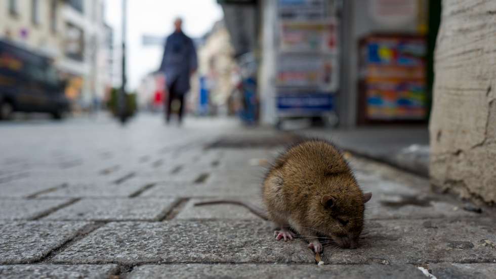 Sick rat on a Boardwalk