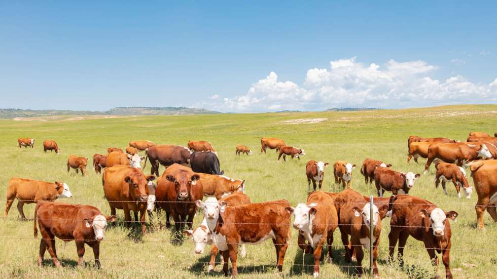 Cattle on open range