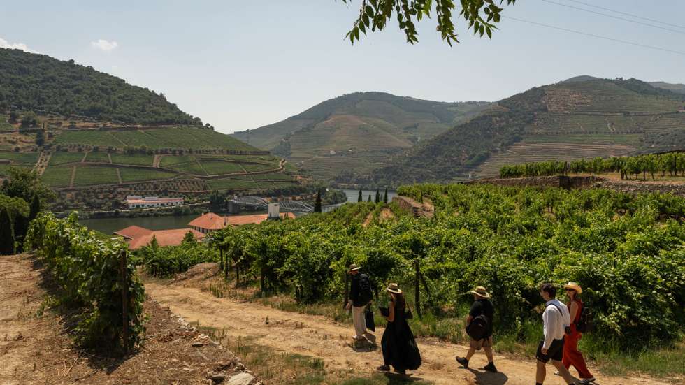A propriedade tem 30 hectares, dos quais 12 hectares estão plantados com vinhas e o restante a ser utilizado para corredores ambientais, olivais, jardins e pomares