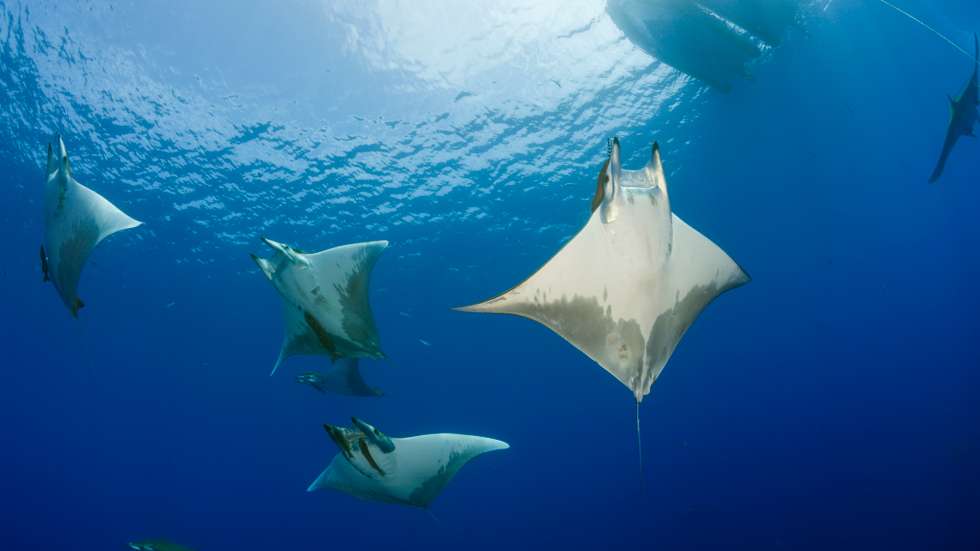 Oceano