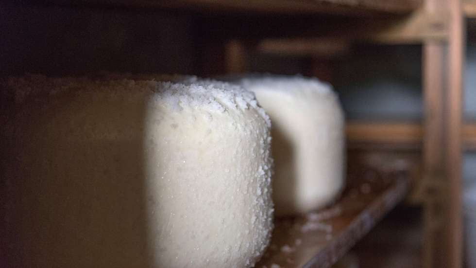 Queijo de ovelha