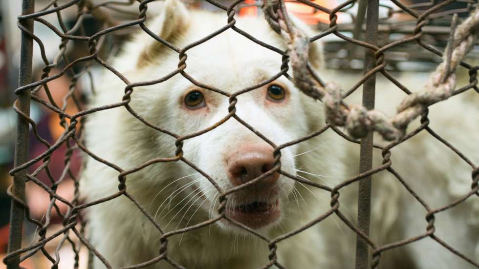 Dog in cage