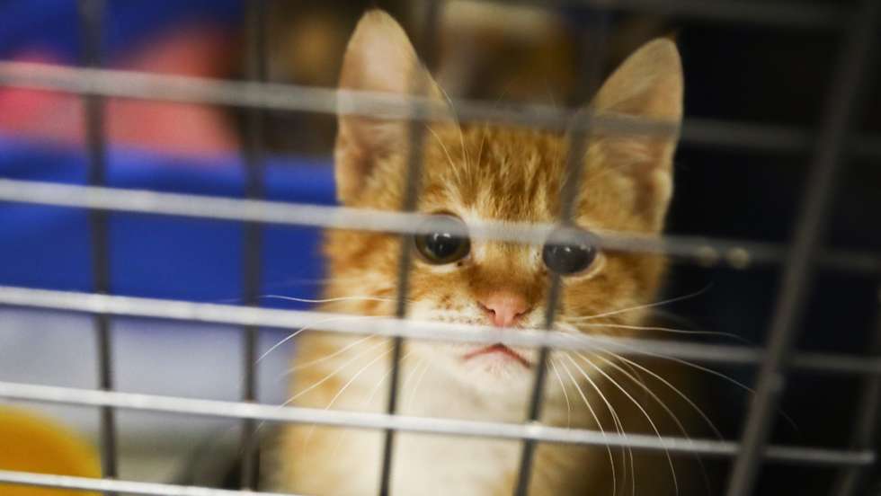Clinic in Poland giving a shelter and veterinary assistance for animals from Ukraine