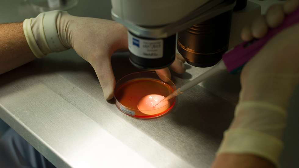Fertilização in vitro