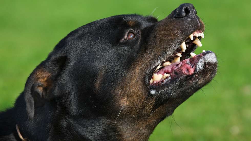 Rottweiler