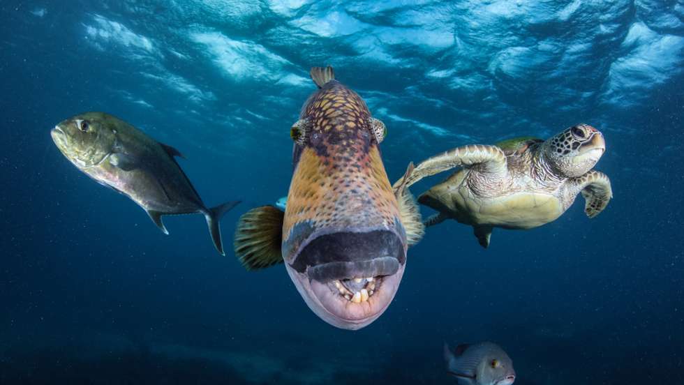 2021 Ocean Art Contest