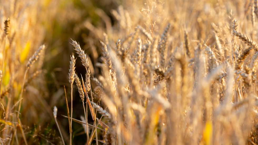 Harvest Season Begins In Central Europe