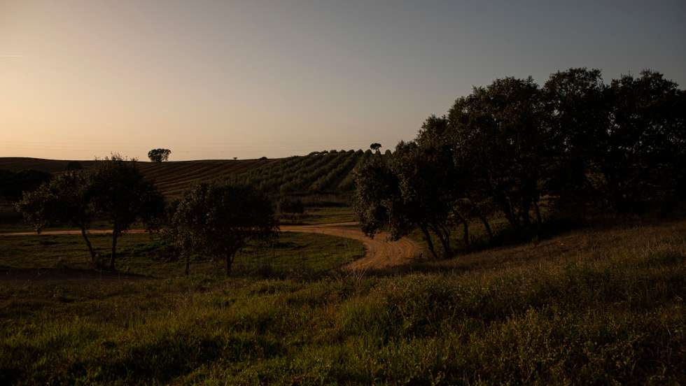 Reportagem sobre a influência da Barragem do Alqueva na agricultura do Alentejo. Reportagem sobre um olival de produção intensiva perto da Beja. Alqueva, Beja, 10 de fevereiro de 2022. JOÃO PORFÍRIO/OBSERVADOR