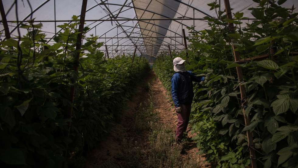 Desde outubro de 2021 até agora, o SEF efetuou 54 verificações laborais e sete operações de fiscalização em explorações agrícolas e habitações