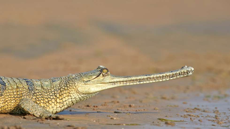 Gavial du Gange
