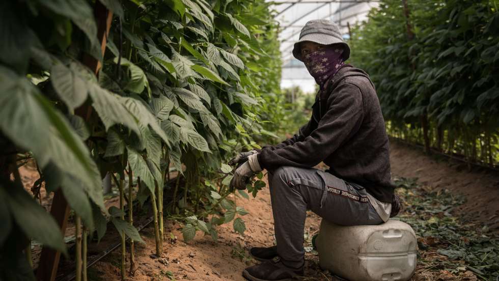 Foto de arquivo de uma reportagem em Odemira sobre exploração ilegal de migrantes