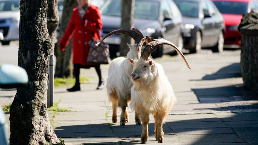 Cabras