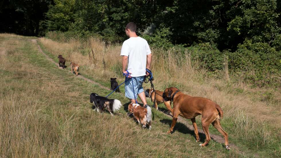 UK - London - Scene on Hampstead Heath