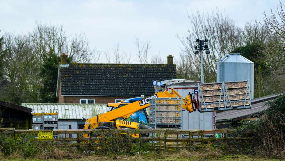 Suffolk Farm Suffers Bird Flu Outbreak