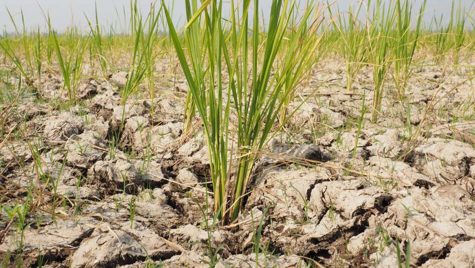 A view of dry rice fields due to an extended dry season as a result of the El Nino phenomenon in Tangerang Regency, Indonesia, on September 7, 2023. The local government has declared a drought disaster alert, and is recording approximately 201 hectares of rice fields at risk of crop failure. (Photo by Kevin Herbian/NurPhoto via Getty Images)