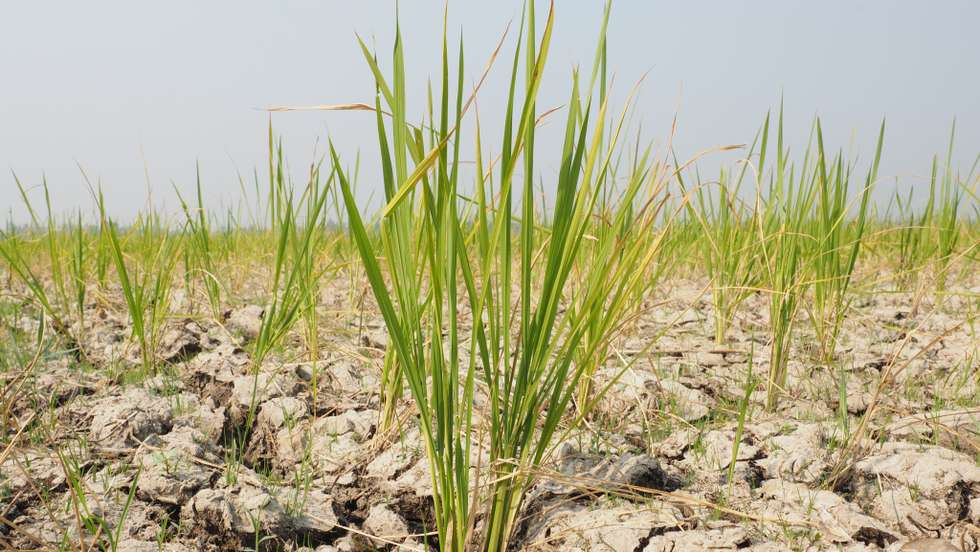 A view of dry rice fields due to an extended dry season as a result of the El Nino phenomenon in Tangerang Regency, Indonesia, on September 7, 2023. The local government has declared a drought disaster alert, and is recording approximately 201 hectares of rice fields at risk of crop failure. (Photo by Kevin Herbian/NurPhoto via Getty Images)