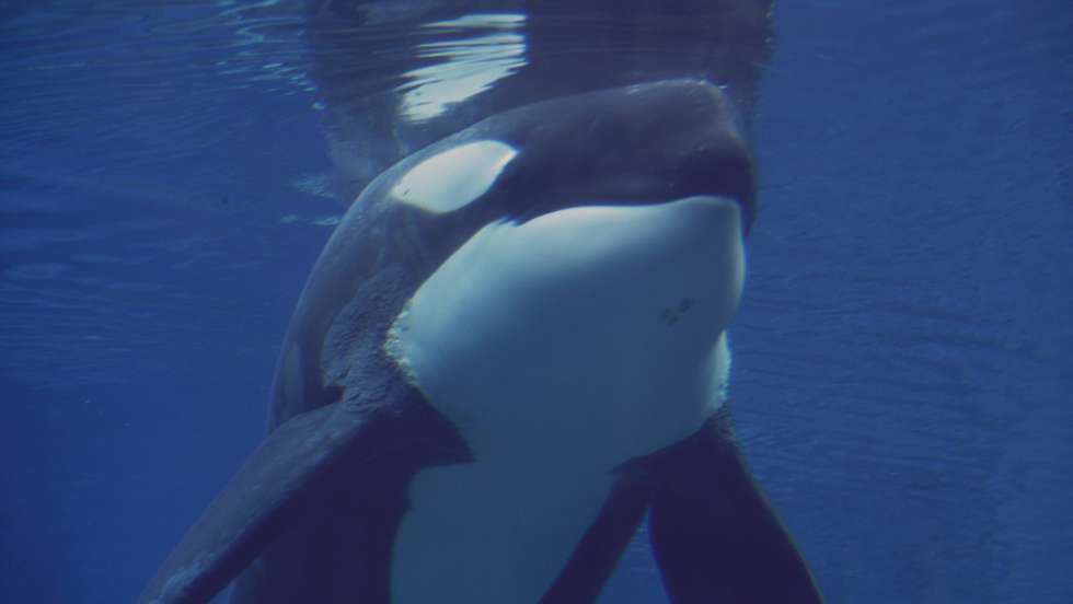 Orcas