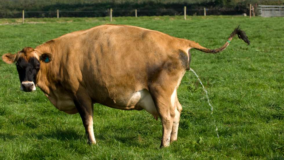 Jersey cow urinating in field. Wales