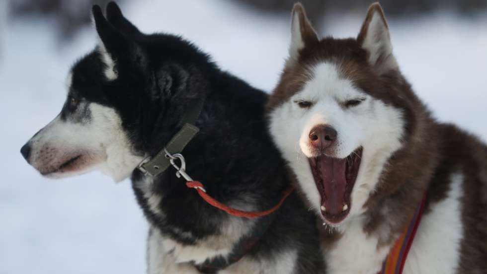 Husky Land Park in Kemerovo Region, Russia