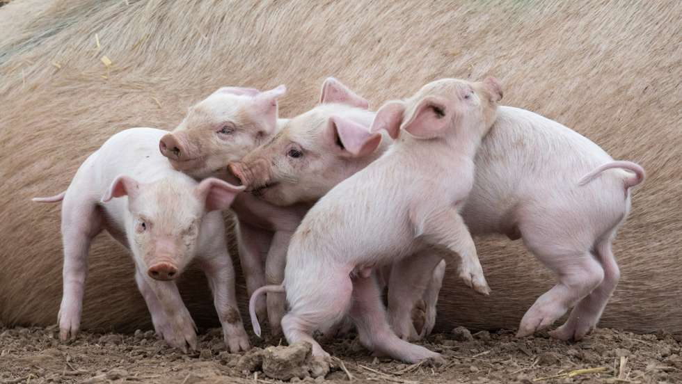Free-range pigs