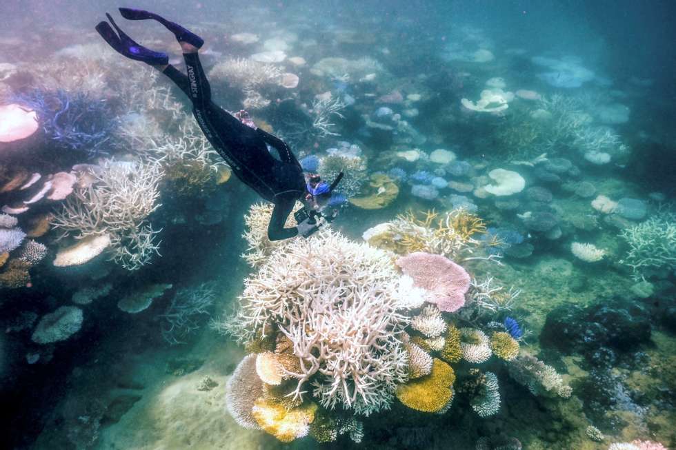 Scientists moved hundreds of corals from Florida to Texas