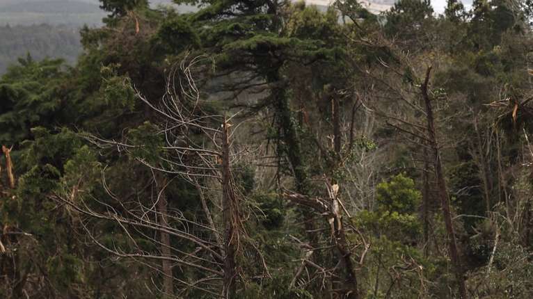 Queda de árvores na Serra de Sintra. Estima-se que caíram 100.000 árvores afetando cerca de 278 hectares dos cerca de 1000 hectares sob gestão da Parques de Sintra - Monte da Lua, devido à passagem da tempestade Martinho na noite de 19 para 20 de março com rajadas de vento com cerca de 169km/h registadas no Cabo da Roca, Sintra, 3 de abril de 2025. (ACOMPANHA TEXTO DE 3 DE ABRIL DE 2025). MIGUEL A. LOPES/LUSA