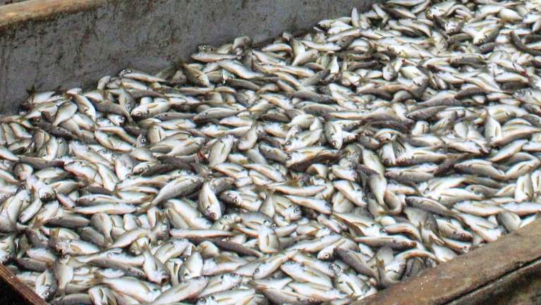 Pescadores nos seus barcos cheios de peixe, na ilha de Luanda, em Luanda, Angola, 31 de maio de 2022. Além da redução do pescado, sobretudo nos últimos meses, os pescadores da ilha de Luanda confrontam-se com novas ameaças ao seu modo de vida, enfrentando assaltos em alto mar, protagonizados por homens armados. (ACOMPANHA TEXTO DA LUSA DO DIA 18 DE JUNHO DE 2022). AMPE ROGÉRIO/LUSA