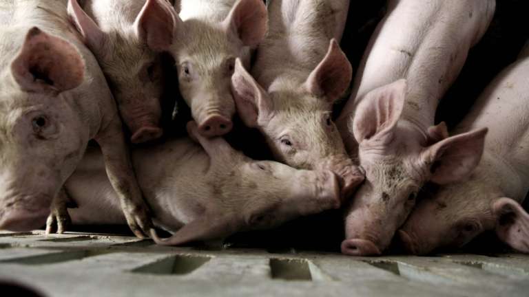 Foi necessário um outro veículo para transportar os animais que sobreviveram ao acidente