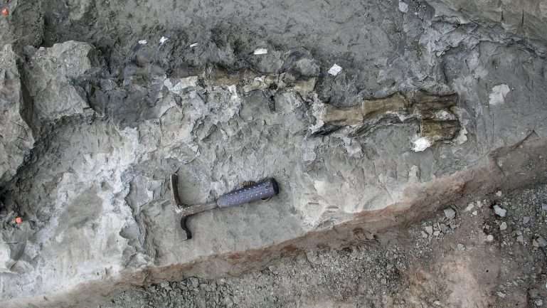 Exemplar, excecionalmente bem conservado, foi descoberto numa formação geológica na China, com idades compreendidas entre os 145 e os 100 milhões de anos